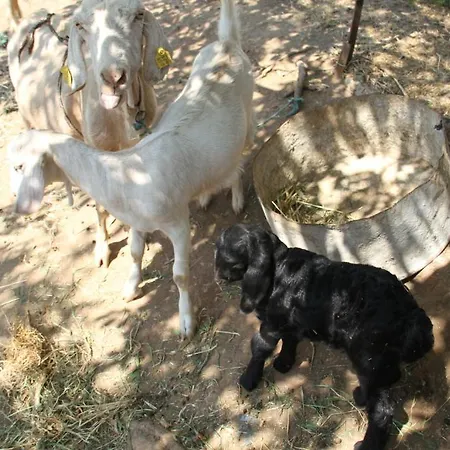 Sema فندق باتارا
